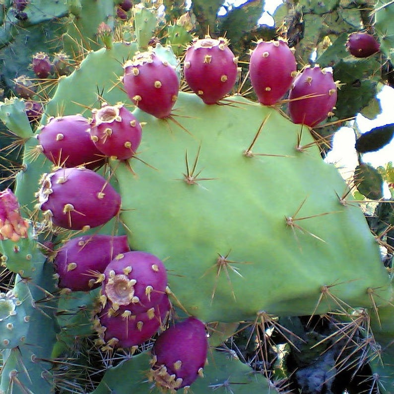 NM Prickly Pear Syrup-#1 Ranked New Mexico Salsa & Chile Powder | Made in New Mexico