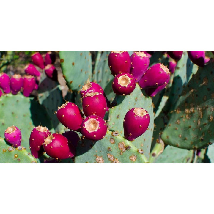 NM Prickly Pear Syrup-#1 Ranked New Mexico Salsa & Chile Powder | Made in New Mexico