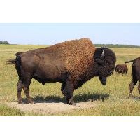 Spirit of NM Buffalo Skull Giclee-#1 Ranked New Mexico Salsa & Chile Powder | Made in New Mexico