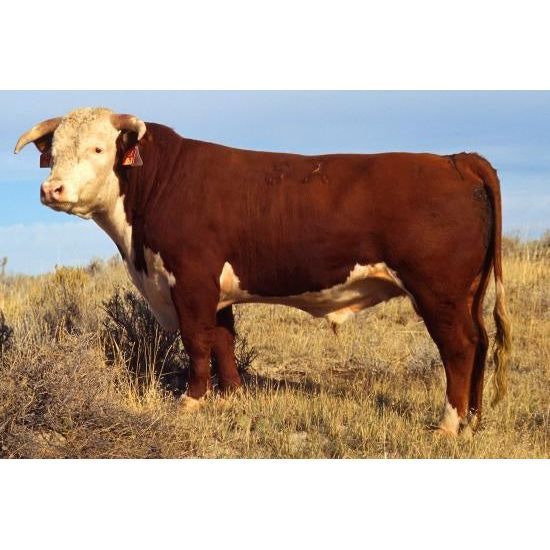 Steer or Cow Skull-#1 Ranked New Mexico Salsa & Chile Powder | Made in New Mexico