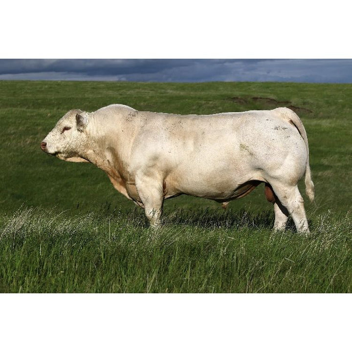 Steer or Cow Skull-#1 Ranked New Mexico Salsa & Chile Powder | Made in New Mexico