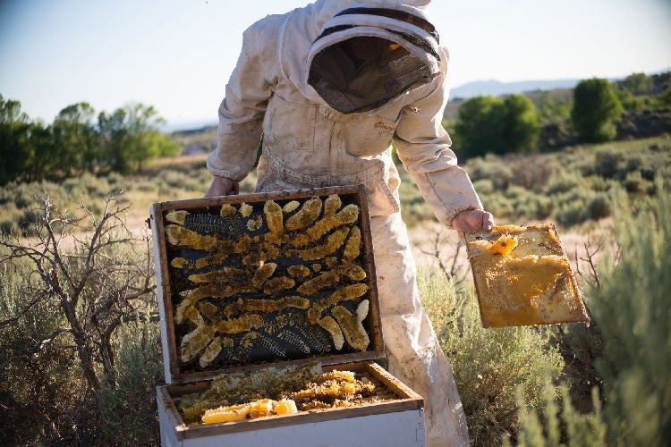 Taos Honey Company Raw Amber Honey-#1 Ranked New Mexico Salsa &amp; Chile Powder | Made in New Mexico