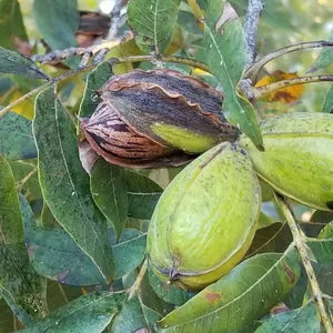 Lata de regalo de nueces pecanas con sabor a chile rojo y verde de Worthington Farms