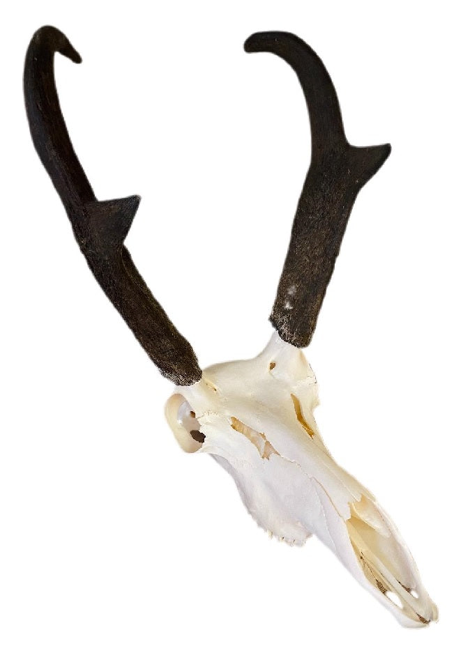 Pronghorn Antelope Skull-#1 Ranked New Mexico Salsa &amp; Chile Powder | Made in New Mexico