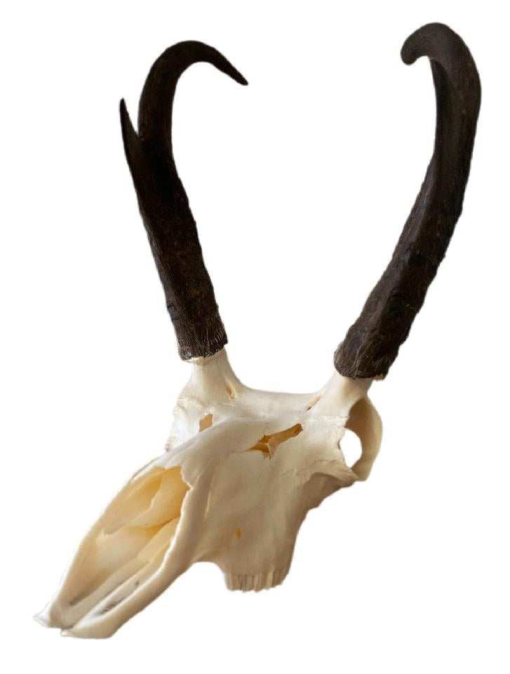 Pronghorn Antelope Skull-#1 Ranked New Mexico Salsa &amp; Chile Powder | Made in New Mexico